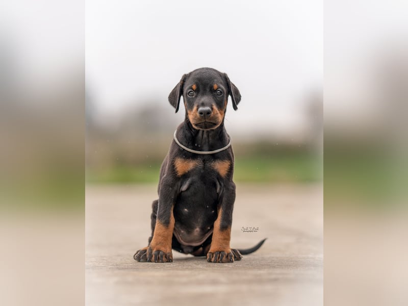 Doberman