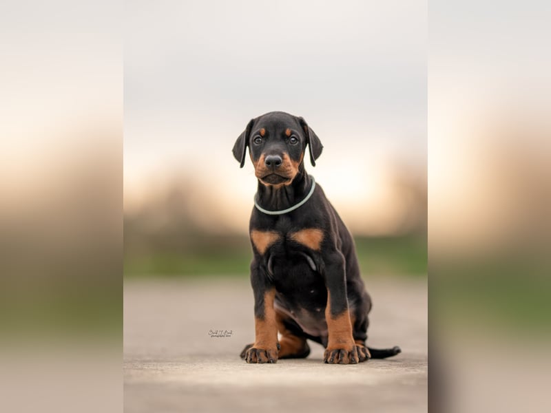 Doberman