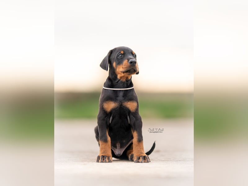 Doberman