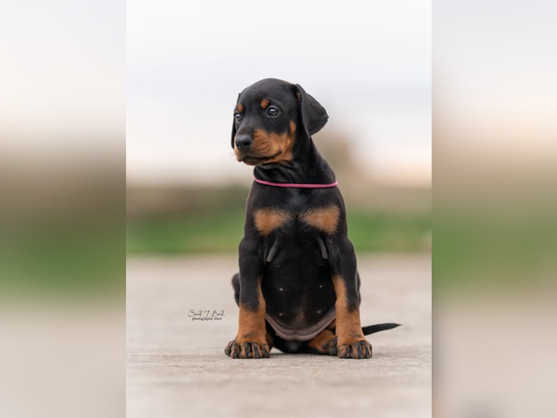 Doberman