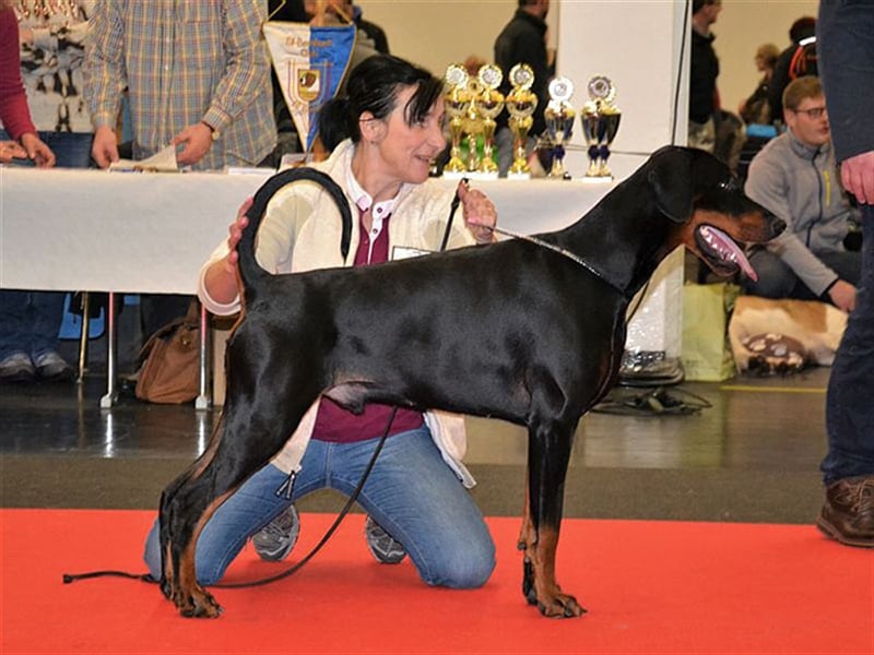 Dobermannwelpen, schönes ofenes Wesen, gleich zur Abnahme (FCI Ahnentafel)