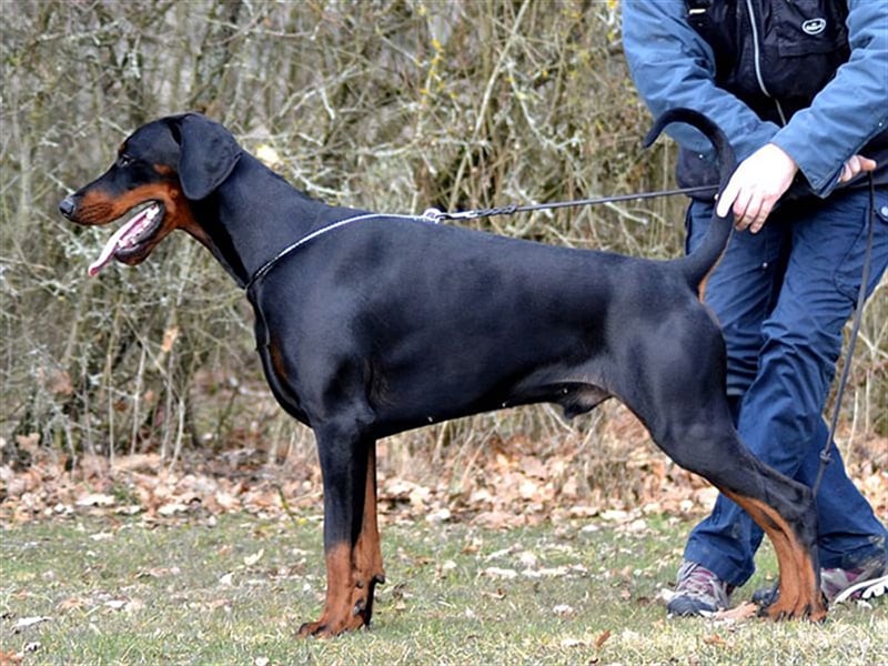 Dobermannwelpen, schönes ofenes Wesen, gleich zur Abnahme (FCI Ahnentafel)