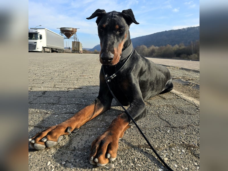 Rea | Dobermann-Hündin | 15 Monate