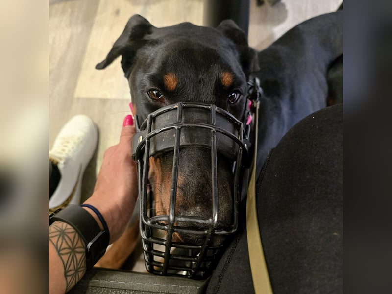 Rea | Dobermann-Hündin | 15 Monate
