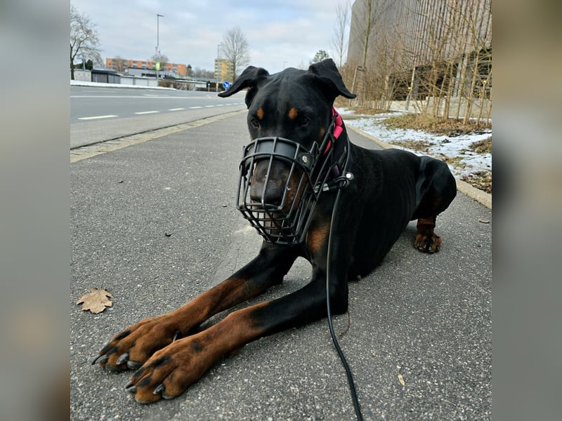 Rea | Dobermann-Hündin | 15 Monate