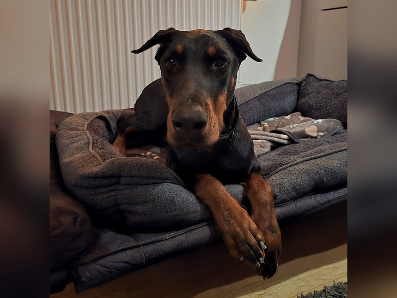 Rea | Dobermann-Hündin | 15 Monate