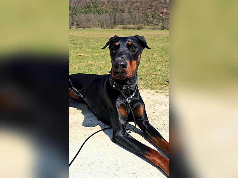 Rea | Dobermann-Hündin | 15 Monate