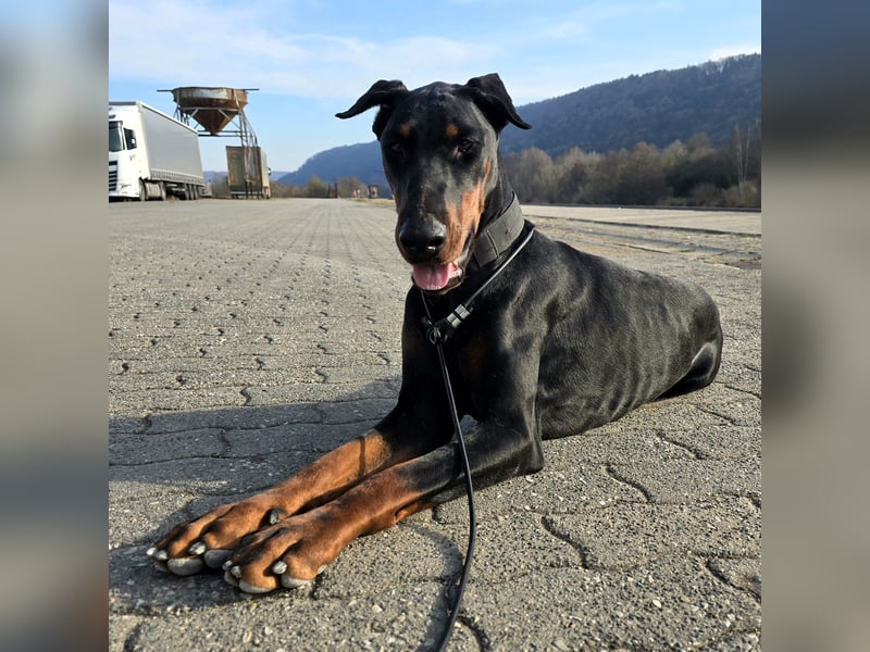 Rea | Dobermann-Hündin | 15 Monate