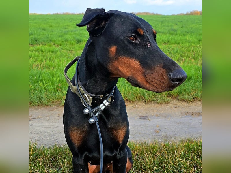 Rea | Dobermann-Hündin | 15 Monate