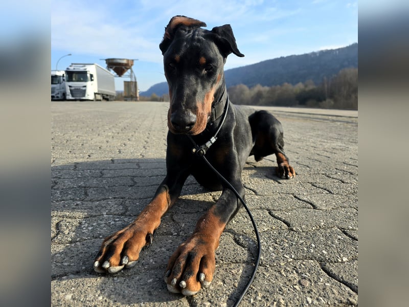 Rea | Dobermann-Hündin | 15 Monate
