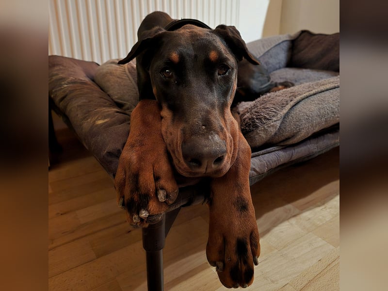 Rea | Dobermann-Hündin | 15 Monate