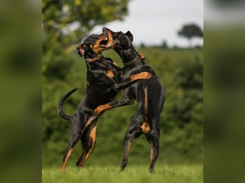 Suche ein neues zu Hause für meine 2 Dobermannhündinnen