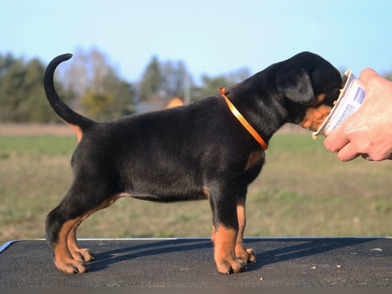 Dobermann schwarze weibliche amerikanische Linie FCI