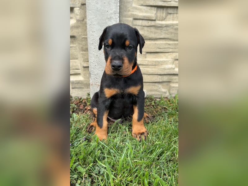 Dobermann Welpen Bohemia Gotika