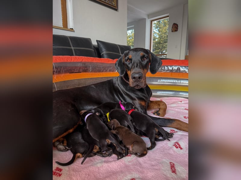 Dobermann Welpen Bohemia Gotika