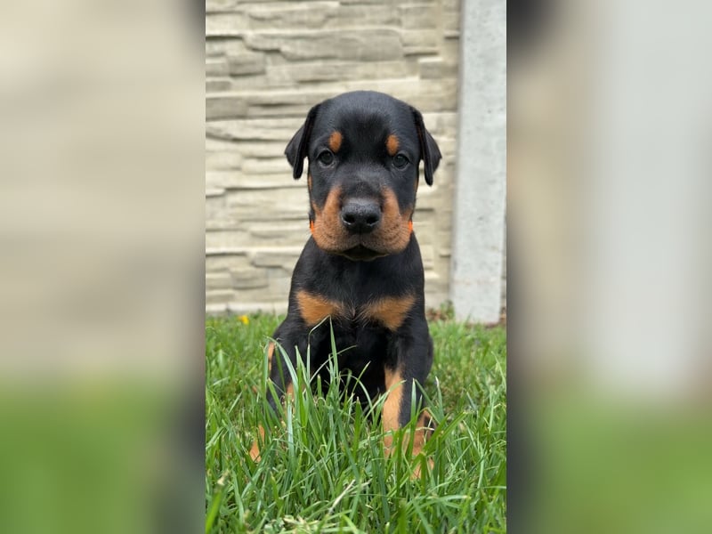 Dobermann Welpen Bohemia Gotika