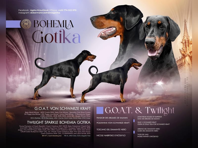 Dobermann Welpen Bohemia Gotika