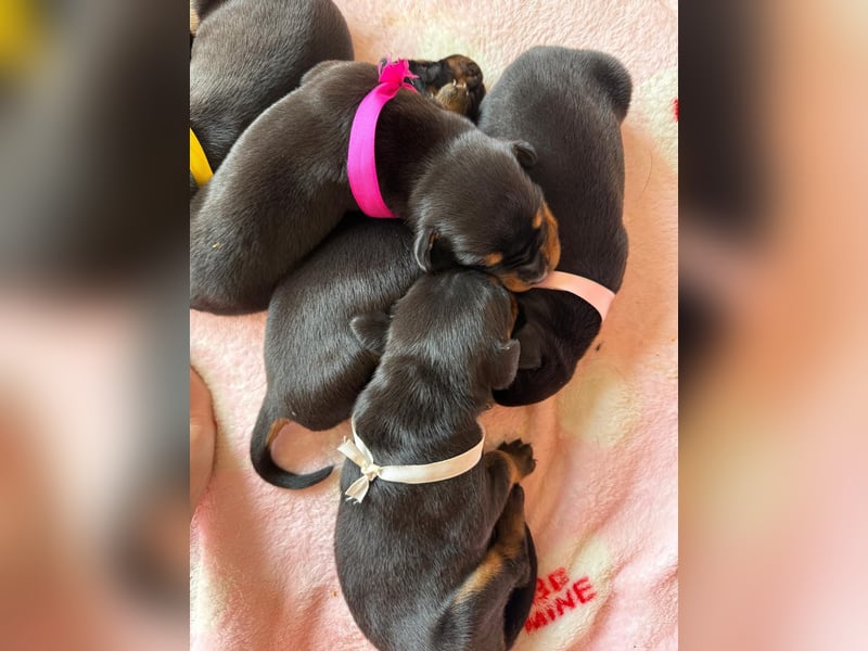 Dobermann Welpen Bohemia Gotika