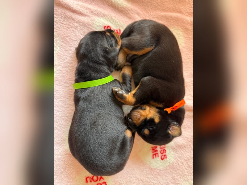 Dobermann Welpen Bohemia Gotika