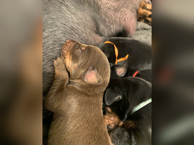 Dobermannwelpen mit VDH/DV Ahnentafel