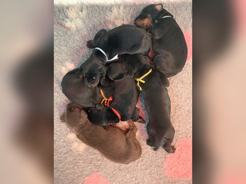 Dobermannwelpen mit VDH/DV Ahnentafel