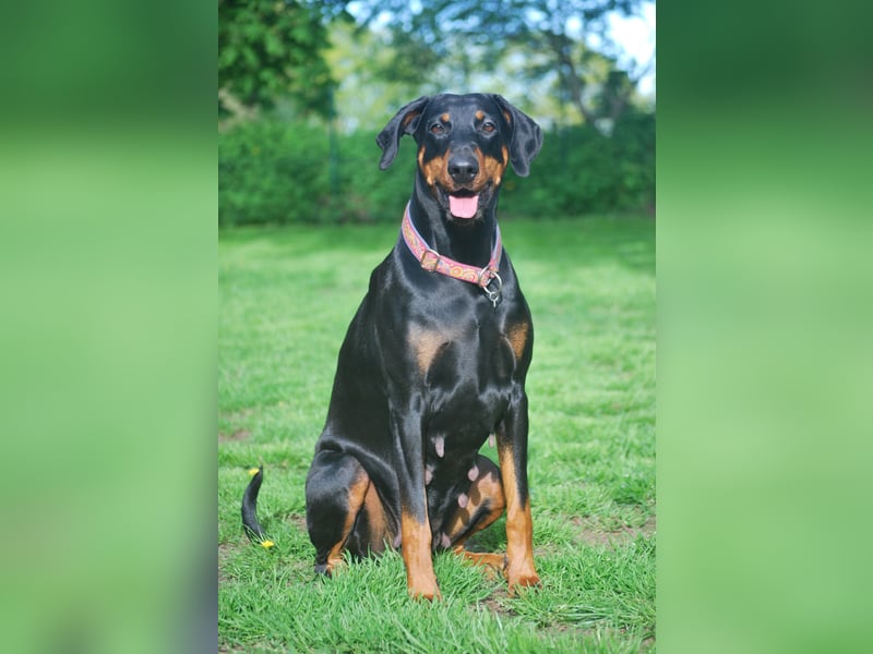 Dobermannwelpen mit VDH/DV Ahnentafel