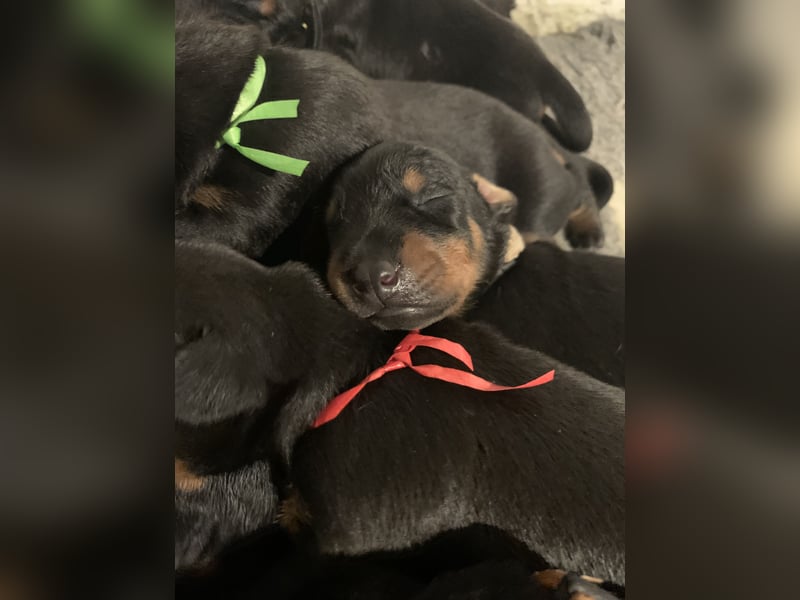 Dobermannwelpen mit VDH/DV Ahnentafel