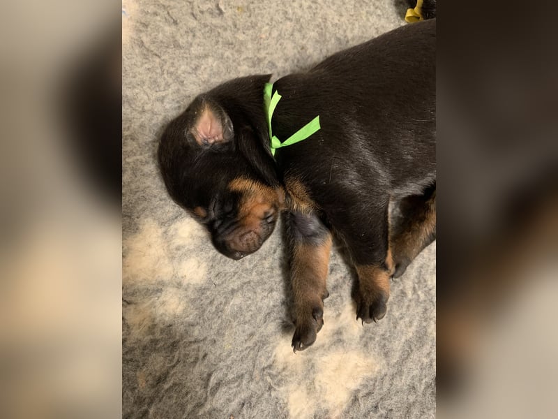 Dobermannwelpen mit VDH/DV Ahnentafel