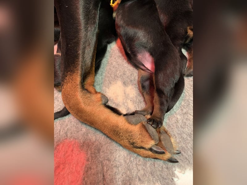 Dobermannwelpen mit VDH/DV Ahnentafel