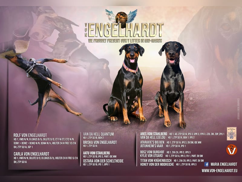 Dobermannwelpen mit VDH/DV Ahnentafel