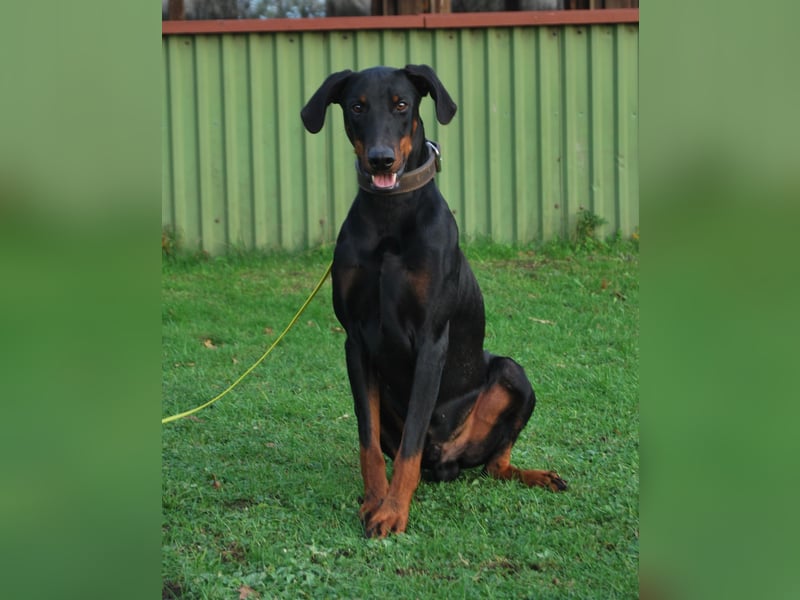 Dobermannwelpen mit VDH/DV Ahnentafel