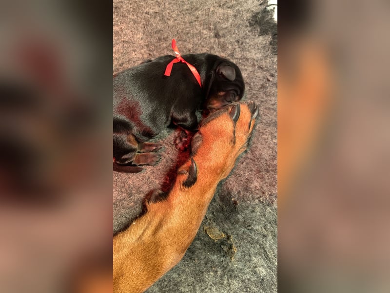 Dobermannwelpen mit VDH/DV Ahnentafel