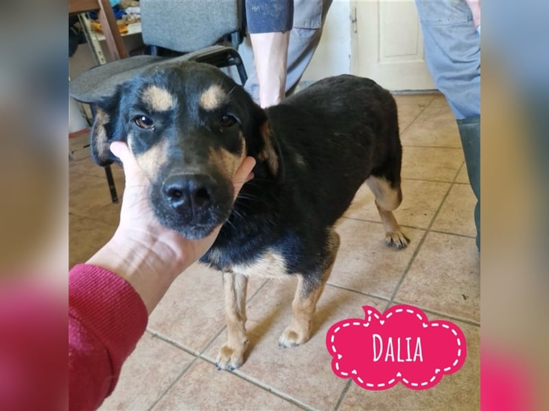 Dalia - eine Familienhündin