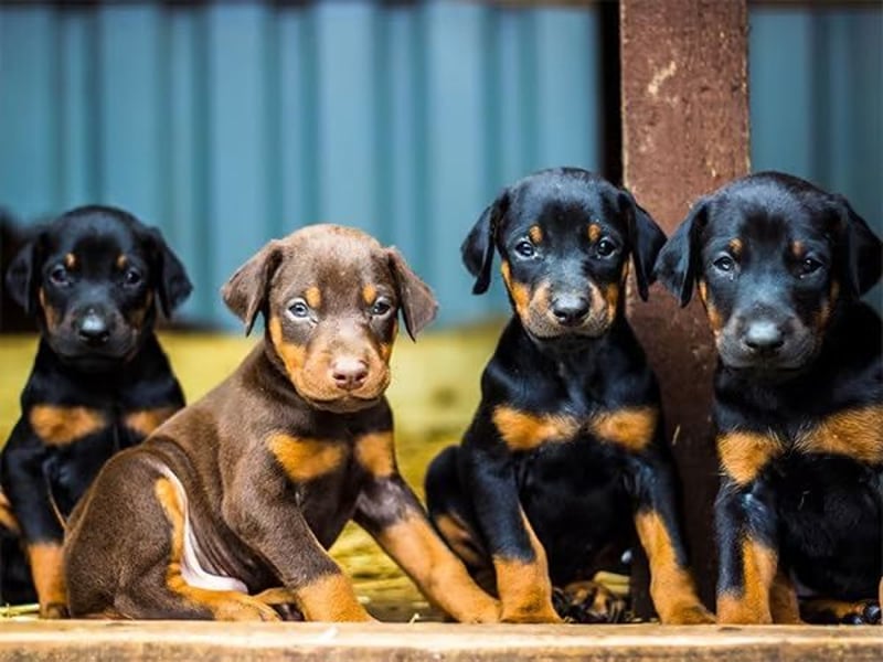 Dobermann Welpe gesucht