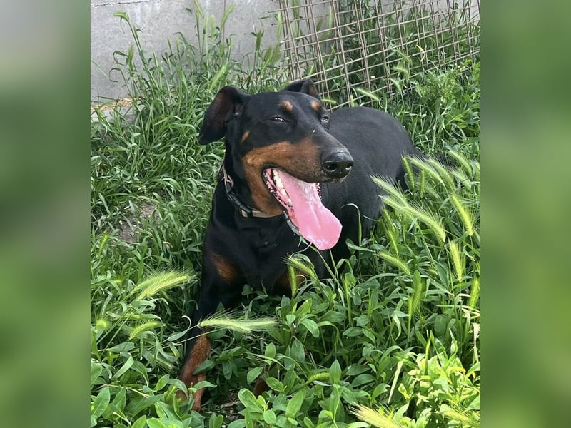 Fibi von kettenlos