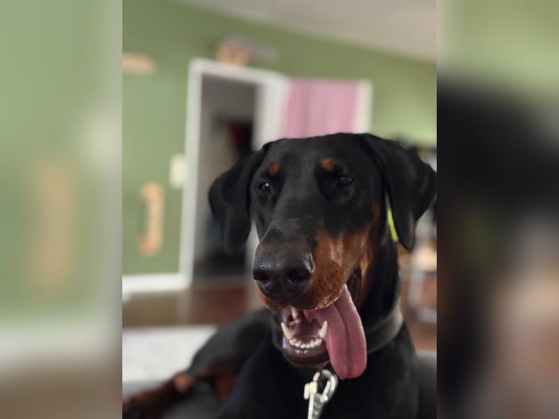 Tolle Dobermann Dame sucht ein Zuhause