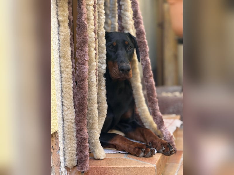 Tolle Dobermann Dame sucht ein Zuhause