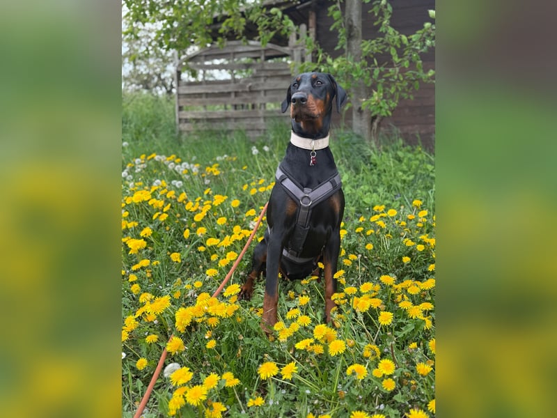 Tolle Dobermann Dame sucht ein Zuhause