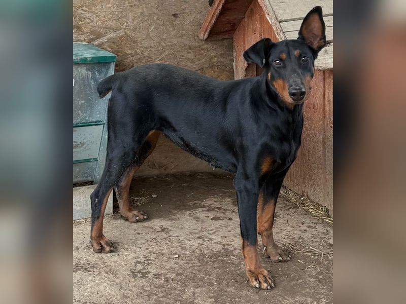 Dobermann-Mix LUNA sucht ihr Zuhause!
