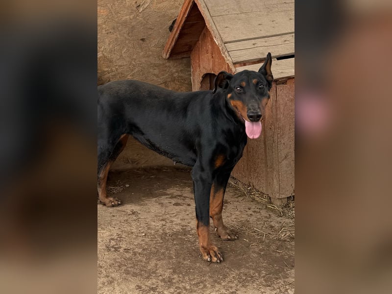 Dobermann-Mix LUNA sucht ihr Zuhause!
