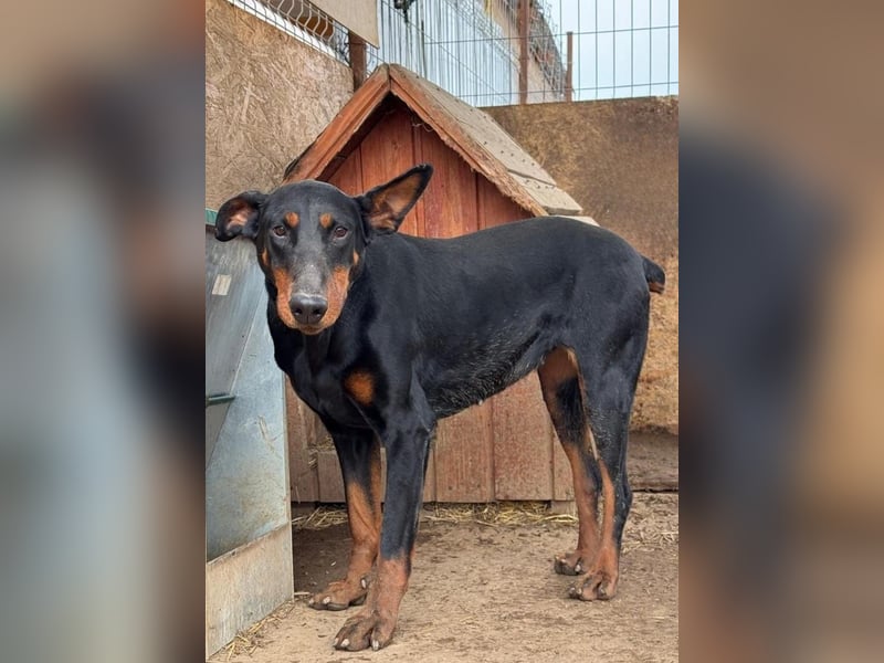 Dobermann-Mix LUNA sucht ihr Zuhause!