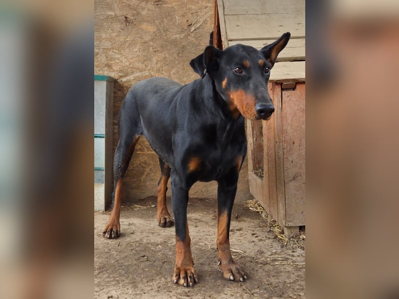 Dobermann-Mix LUNA sucht ihr Zuhause!
