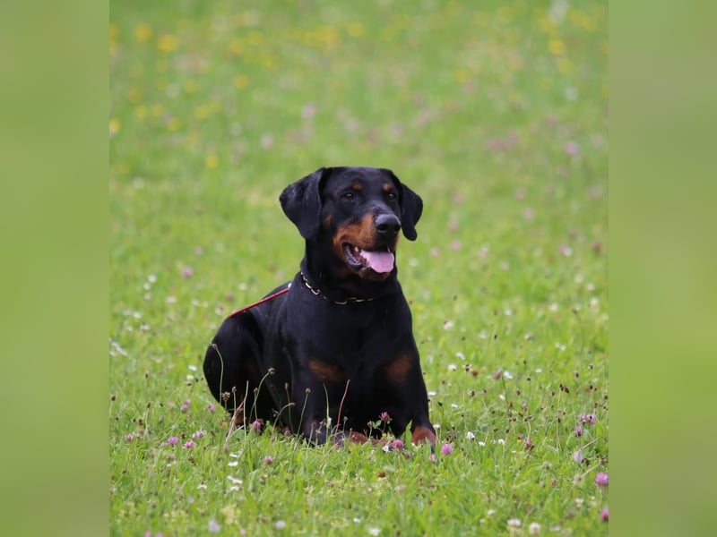 Dobermann Welpen Mitte April