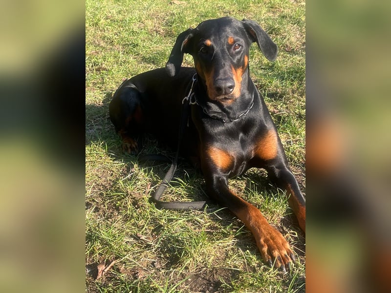 Dobermann Welpen Mitte April