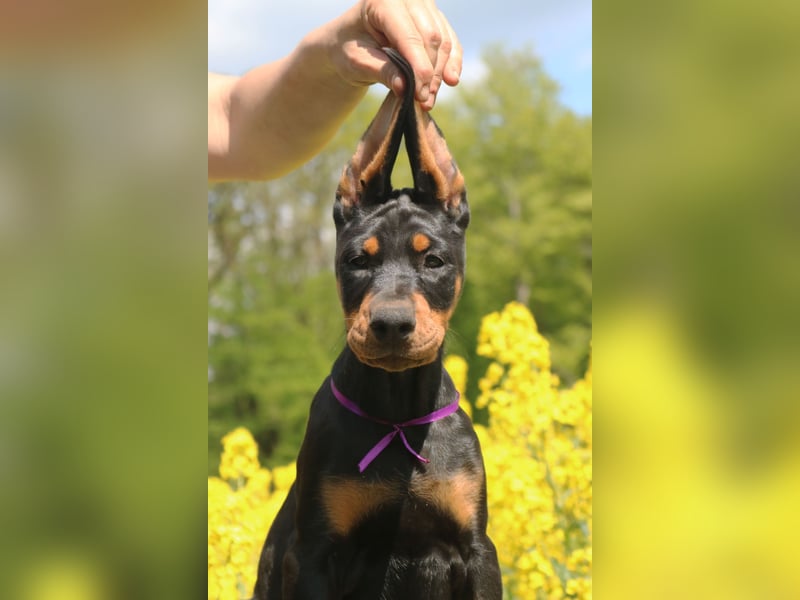 Dobermann amerikanische Linie Schwarze weibliche FCI