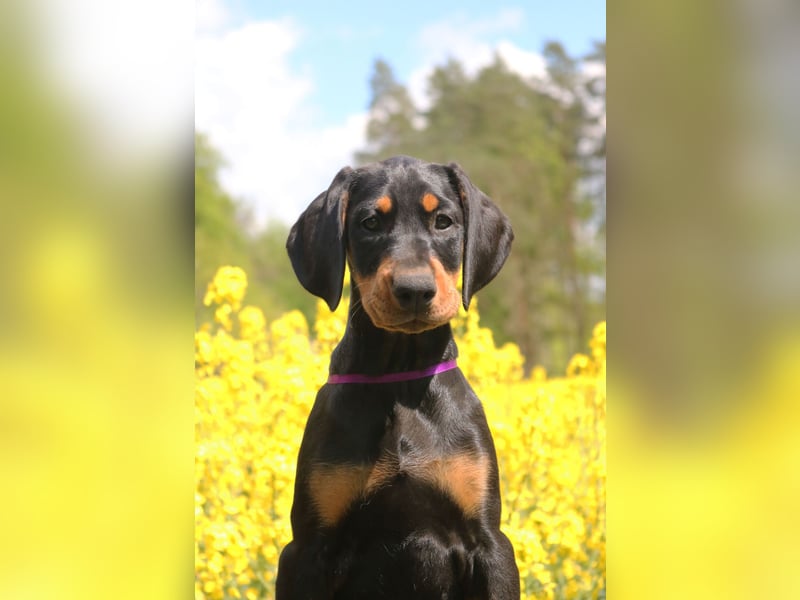 Dobermann amerikanische Linie Schwarze weibliche FCI