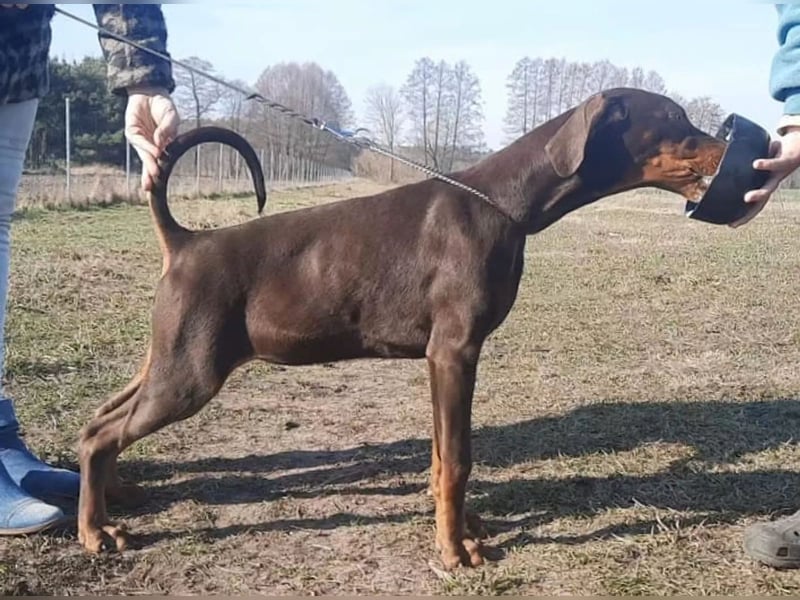 TOP Dobermann hündin FCI Welpe Doberman