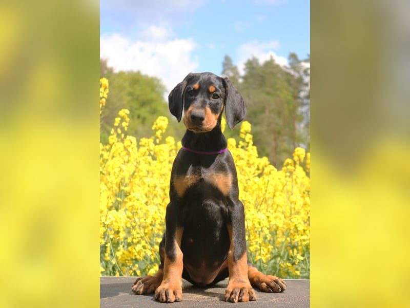 Dobermann amerikanische Linie Schwarze weibliche FCI