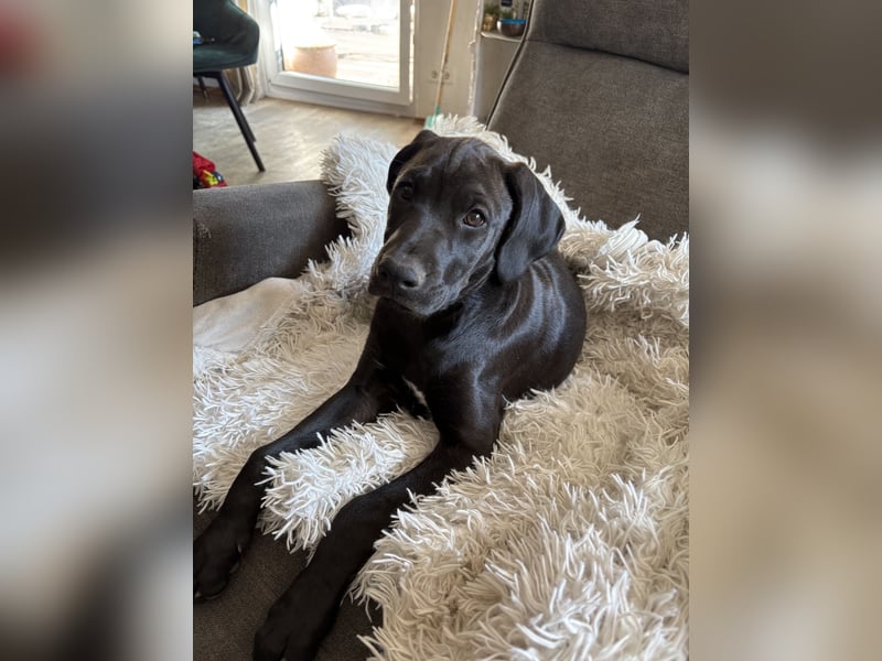 Boxer/Dobermann Welpen Hündin