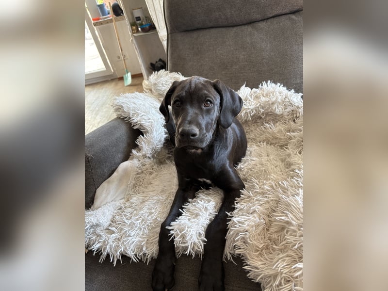 Boxer/Dobermann Welpen Hündin
